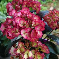 ベロニカ,奥多摩コアジサイ,紫陽花 エクリプスの画像