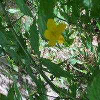 ヤマブキの画像
