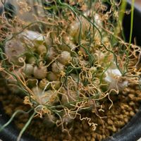 オーニソガラム,縮れ玉,オーニソガラム　コルガータ,オーニソガラム　ちぢれ玉,多肉植物の画像