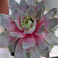 多肉植物,ベランダガーデン,癒し,多肉 初心者,さぼてんの画像