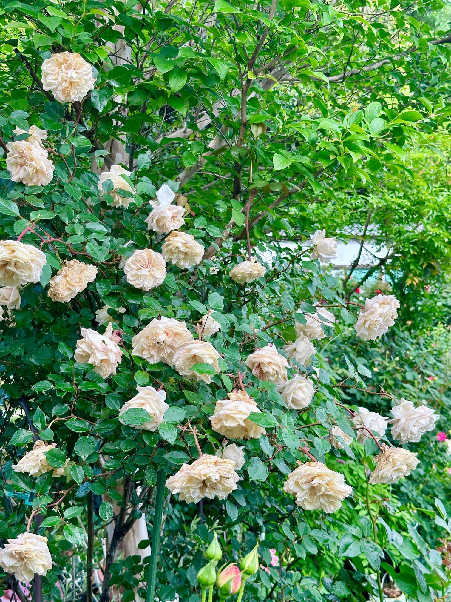 せっちゃん邸訪問2025｜🍀GreenSnap（グリーンスナップ）