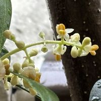 オリーブの花,鉢植え,ベランダガーデニング,iPhone撮影,自然大好きの画像