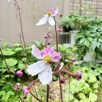 ユキノシタ,ガーデニング,山野草,花のある暮らし,花が好きの画像