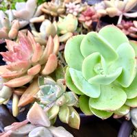 多肉,多肉植物いろいろ,多肉植物,紅葉する多肉,多肉寄せ植えの画像