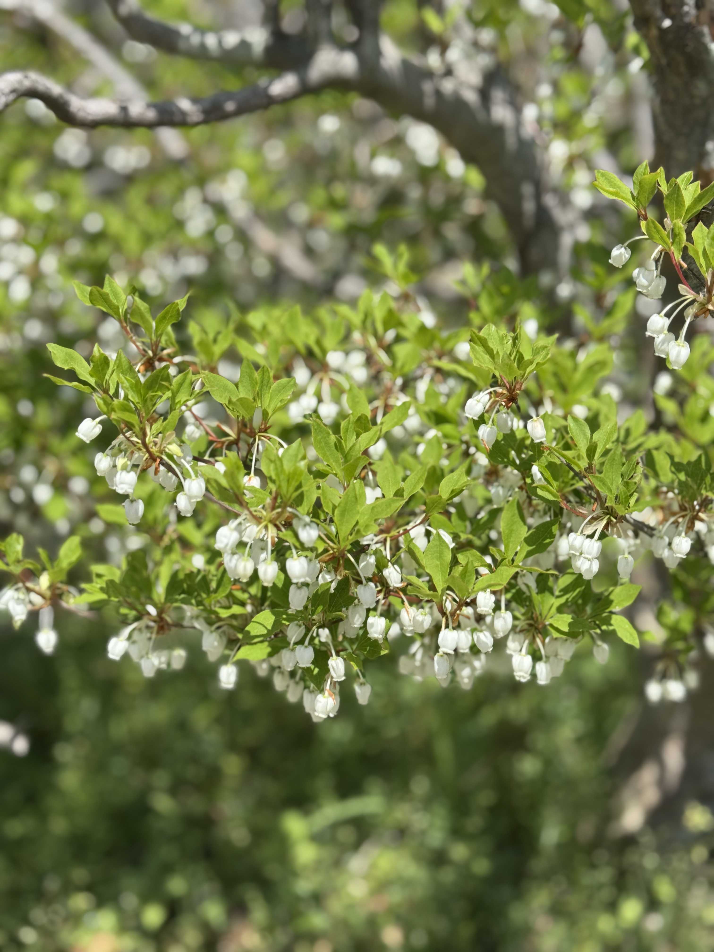 ドウダンツツジ属の一覧｜🍀GreenSnap（グリーンスナップ）