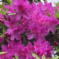 ツツジ,レウィシア,満開,ピンク,花のある暮らしの画像