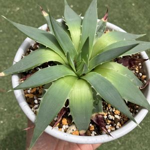アロエ,アロエ  ポリフィラ,多肉植物,塊根植物,コーデックスの画像