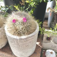 カルメナエ,玉翁,サボテンの花,no green no life,マミラリア属の画像
