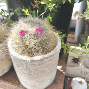 カルメナエ,玉翁,サボテンの花,no green no life,マミラリア属の画像