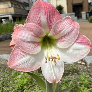 蚤の市,花瓶,お花好き,植物大好き,ランニング中の画像