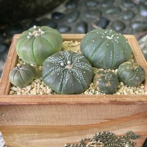 瑠璃兜,兜丸,不夜城錦,瑠璃兜錦,アロエ・千代田姫の画像