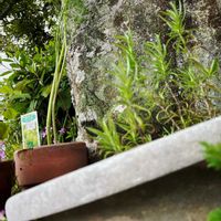 ローズマリー,レモンバーム,ディル,ハーブ,鉢植えの画像