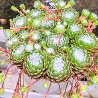 コットンキャンディ,大巻絹,センペルビウム  パシフィックグレース,センペルビウム　ジュディローズ,Ｘガマレアの画像