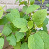 アジサイ,紫陽花,アナベル,ガーデニング,庭の画像