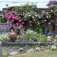 ガーデニング,花のある暮らし,緑のある暮らし,ばら バラ 薔薇,ふーちゃんの寄せ植えの画像