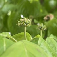 ハナミズキ,ハナミズキ（花水木）,花のある暮らし,お写ん歩,平和を願う☆の画像