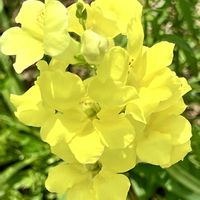 キンギョソウ,お出掛け先,可憐な花,幸せの黄色いお花,ビューティフル サンデーの画像