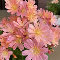 レウィシア,ガーデニング,花のある暮らし,お花は癒し,エクステリアの画像