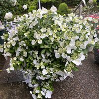 アナベル,PWラグランジアブライダルシャワー,紫陽花 アジサイ あじさい,PWの画像