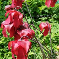 サラセニア レウコフィラ,アミメヘイシソウ,Sarracenia  leucophylla,食虫植物,花のある暮らしの画像