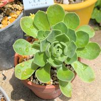 レモネード,多肉植物,カクトロコ,多肉中毒,多肉多肉多肉の画像