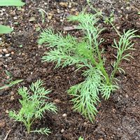 カモミール,ハーブ,キッチンガーデン,花のある暮らし,家庭菜園の画像