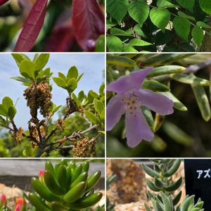 ウツギ,ジュウニヒトエ,セージ,セリバオウレン,ニシキギの画像