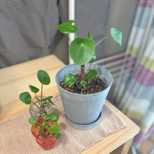ピレア・ペペロミオイデス,セリアの画像