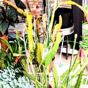 孔雀サボテン,美人さん.｡.:*♡,旬の花,豪華な花？,車庫の画像