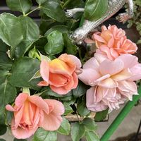 シルバースター,プリムラ　ジュリアン,多肉植物いろいろ,バラ カフェ,I love はちゅの画像