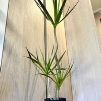 ドラセナ,ユッカ,ユッカエレファンティペス,ドラセナ・コンシンネ,アマゾンオリーブ の画像