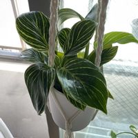 フィロデンドロン,フィロデンドロン・バーキン,フィロデンドロン・バーキン,観葉植物,株分けの画像
