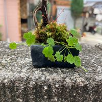 ガジュマル,観葉植物,自作鉢,ミニ盆栽,豆盆栽の画像
