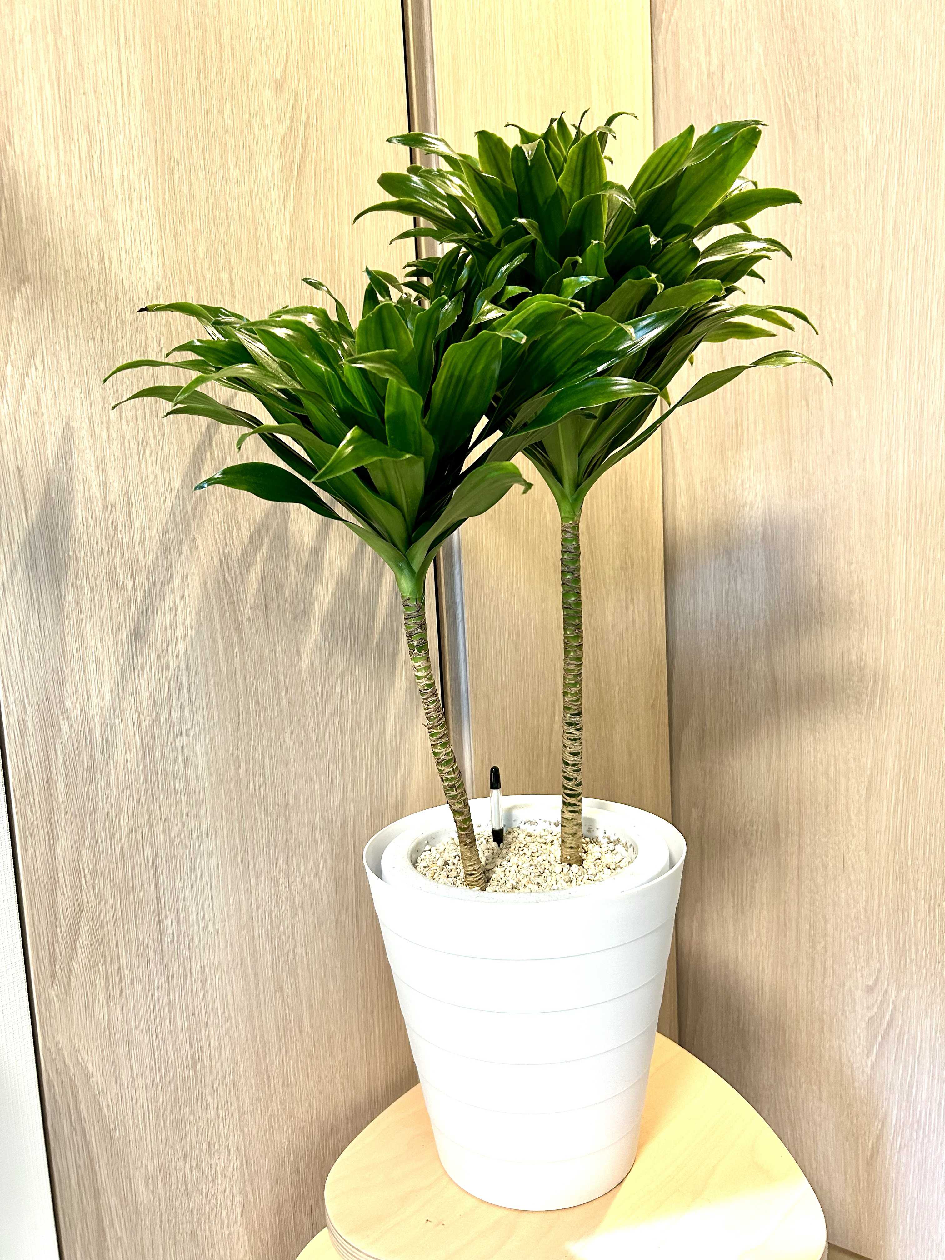楽天市場】観葉植物 ハイドロカルチャー 苗 ディフェンバキア
