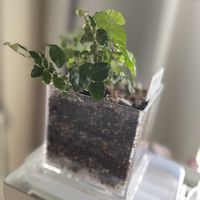 フィカス・プミラ,プミラ,観葉植物,ネコと植物,植物大好きの画像