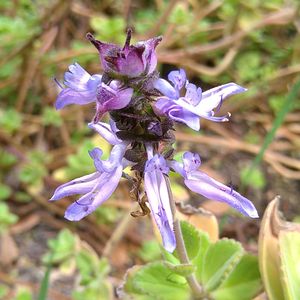 セダム,アロマティカス,アロマティカスのお花,多肉植物,リメ鉢の画像