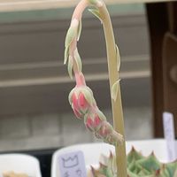 メキシコティアーズ,多肉植物,多肉大好き,多肉植物 エケベリア,多肉中毒の画像