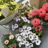 ジニア,ペチュニア,ガーデニング,花苗購入,花越 ペチュニアの画像