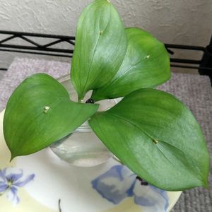 ルスカス,ルスカス,水栽培の画像