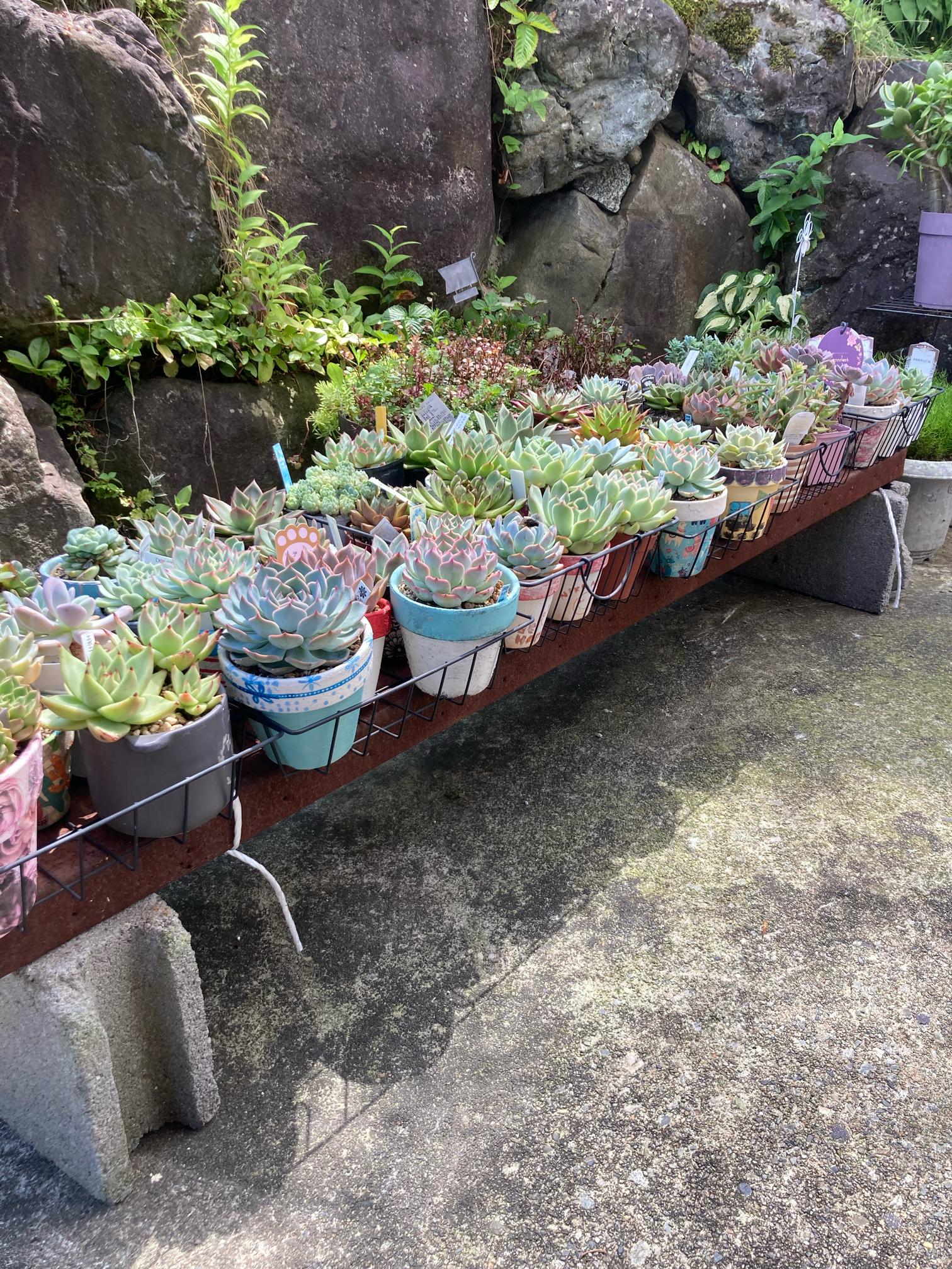 直置き多肉の屋根計画 2️⃣｜🍀GreenSnap（グリーンスナップ）