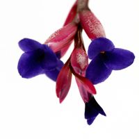チランジア,アエラントス・カーリー,チランジア属,チランジアの花,エアープランツ/チランジアの画像