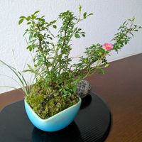 ノイバラ,ハクリュウ,盆栽,花のある暮らし,植物のある暮らしの画像