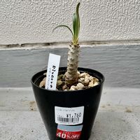パキポディウム カクチペス,塊根植物,パキポディウム属,珍奇植物,ビザール・プランツの画像