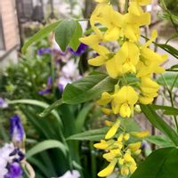 キングサリ,キバナフジ,キングサリKの画像