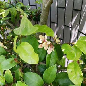 カラタネオガタマの画像