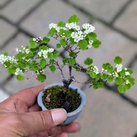 ミツデイワガサ,盆栽,ミニ盆栽,盆栽苗木,まめ盆栽の画像