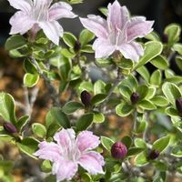 カーネーション,コノフィツム,フローズン・クイーン,紅丁花(コウチョウゲ),ミニ盆栽の画像