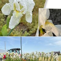 イチハツ,ツツジ,テッセン,クランベリーの花♡,アイリス・アルビカンスの画像