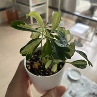 シェフレラ,カポック,シェフレラ レナータ,斑入り カポック,観葉植物の画像