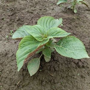 えごま,えごま,自家製野菜,栽培記録,農業女子の画像